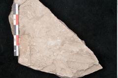Foto (Detailansicht) von Dictyopteris brongniarti Gutb. (NHMW-GEO-2024-0188-10764)